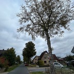 Alexandersfeld wird grüner: 41 alte Birken machen Platz für klimaresiliente Neupflanzungen