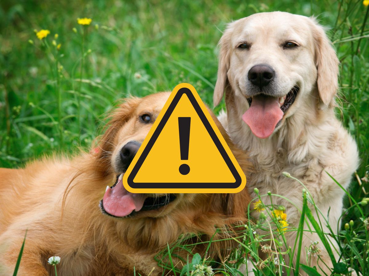 Giftköder in Hude entdeckt – Polizei warnt Tierhalter und sucht Zeugen