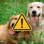 Giftköder in Hude entdeckt – Polizei warnt Tierhalter und sucht Zeugen