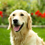 Hunde barfen: Was steckt wirklich hinter dem Futtertrend? 🐾