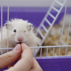 So wird der Nagerkäfig zum Wohlfühlparadies – Tipps für Anfänger 🐭✨