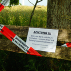 Brennhaare im Anmarsch: Eichenprozessionsspinner breiten sich in der Wesermarsch weiter aus