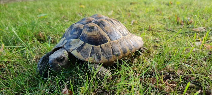 Überraschungsfund in Brake: Schildkröte sorgt für Aufsehen 🐢