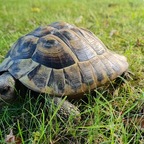Überraschungsfund in Brake: Schildkröte sorgt für Aufsehen 🐢