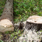 Neue Regeln für mehr Grün: Oldenburgs Baumschutzsatzung startet am 19. Juli 🌳