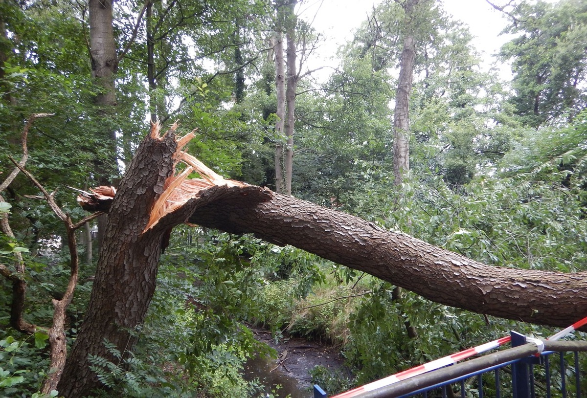 Baum kracht auf Brücke: Fuß- und Radweg am Drielaker Kanal gesperrt 😬