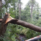 Baum kracht auf Brücke: Fuß- und Radweg am Drielaker Kanal gesperrt 😬