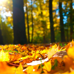 Blätterflut im Griff: Ab dem 6. Oktober kostenlos Laub abgeben 🍂